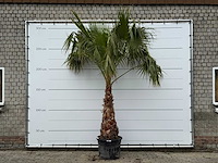 Mexicaanse waaierpalm op stam 120-140 - washingtonia robusta - hoogte ca. 280 cm - afbeelding 8 van  8