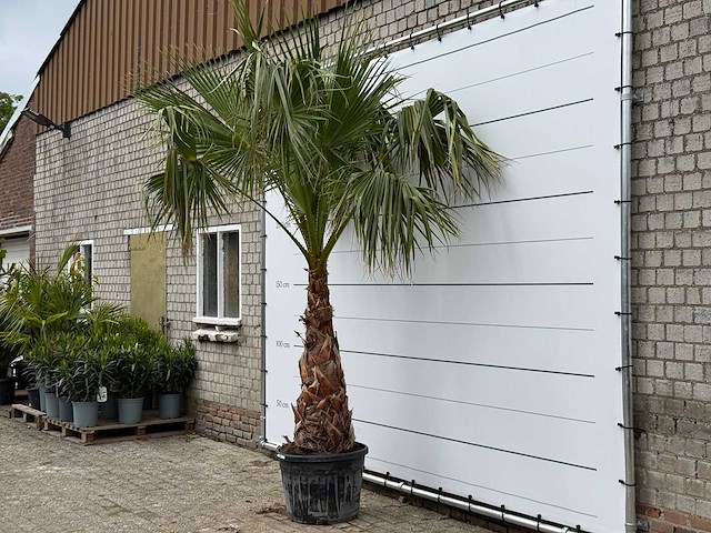 Mexicaanse waaierpalm op stam 120-140 - washingtonia robusta - hoogte ca. 280 cm - afbeelding 1 van  8