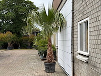 Mexicaanse waaierpalm op stam 120-140 - washingtonia robusta - hoogte ca. 280 cm - afbeelding 2 van  8