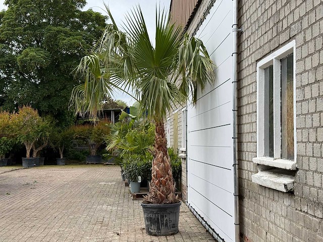 Mexicaanse waaierpalm op stam 120-140 - washingtonia robusta - hoogte ca. 280 cm - afbeelding 3 van  8