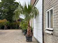 Mexicaanse waaierpalm op stam 120-140 - washingtonia robusta - hoogte ca. 280 cm - afbeelding 3 van  8