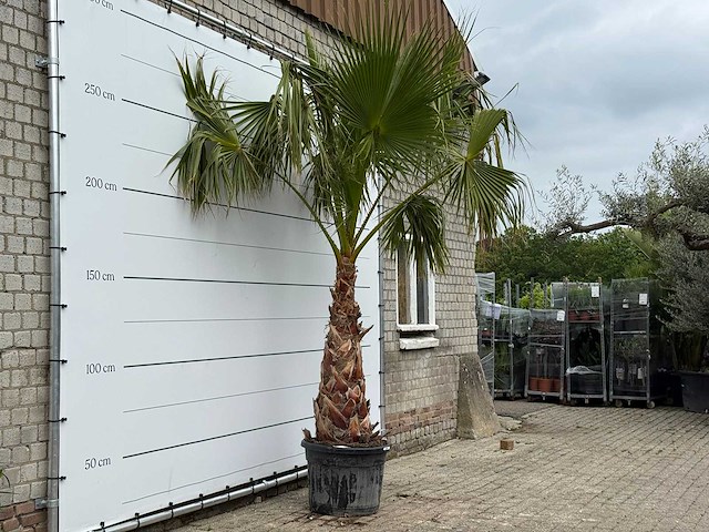 Mexicaanse waaierpalm op stam 120-140 - washingtonia robusta - hoogte ca. 280 cm - afbeelding 4 van  8