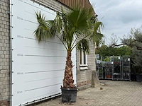 Mexicaanse waaierpalm op stam 120-140 - washingtonia robusta - hoogte ca. 280 cm - afbeelding 4 van  8