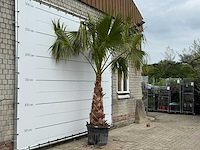 Mexicaanse waaierpalm op stam 120-140 - washingtonia robusta - hoogte ca. 280 cm - afbeelding 5 van  8