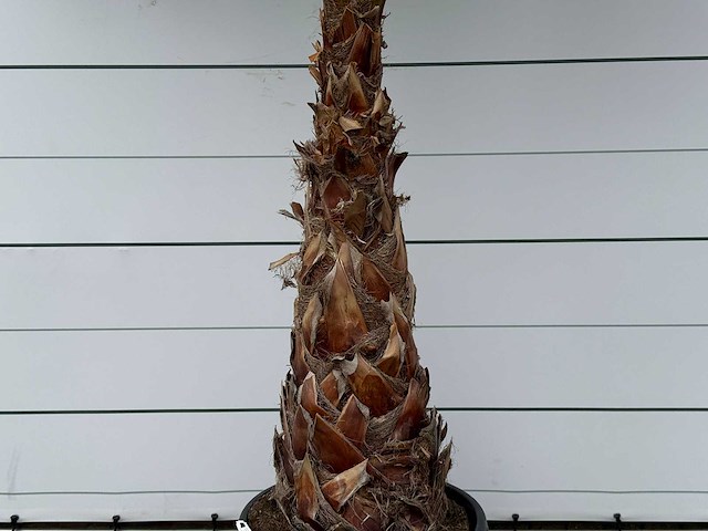 Mexicaanse waaierpalm op stam 120-140 - washingtonia robusta - hoogte ca. 280 cm - afbeelding 6 van  8