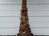 Mexicaanse waaierpalm op stam 120-140 - washingtonia robusta - hoogte ca. 280 cm - afbeelding 6 van  8