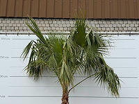 Mexicaanse waaierpalm op stam 120-140 - washingtonia robusta - hoogte ca. 280 cm - afbeelding 7 van  8