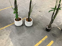 Mica decorations - diverse kunstplanten - plants in pot (7x) - afbeelding 5 van  7