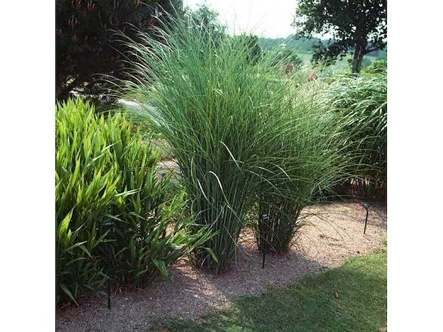 Miscanthus sinensis gracimillus - planten in pot (14x) - afbeelding 1 van  2