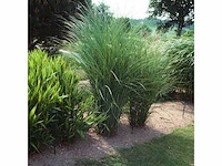 Miscanthus sinensis gracimillus - planten in pot (14x)