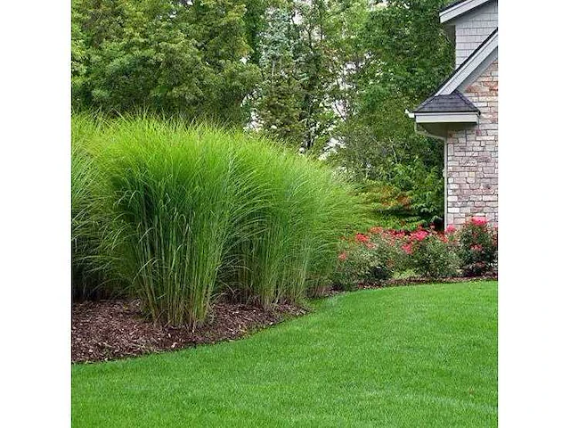Miscanthus sinensis gracimillus - planten in pot (14x) - afbeelding 2 van  2