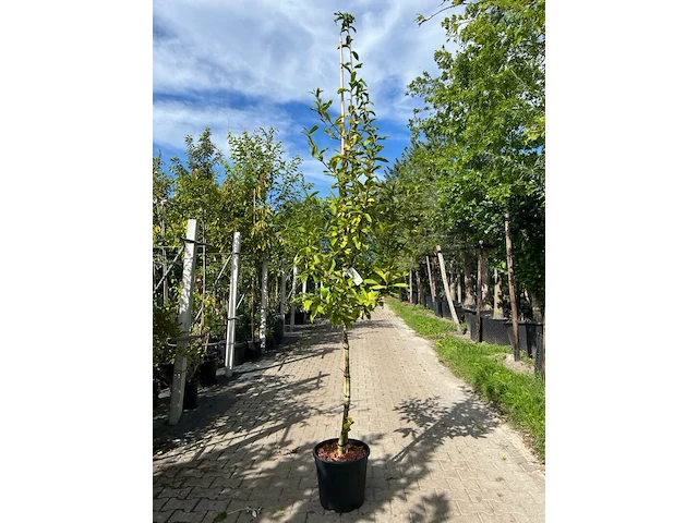 Mispel, mespilus 'westerveld', vruchtboom, ca. 2.5-3 m hoog - afbeelding 1 van  2