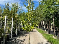 Mispel, mespilus 'westerveld', vruchtboom, ca. 2.5-3 m hoog