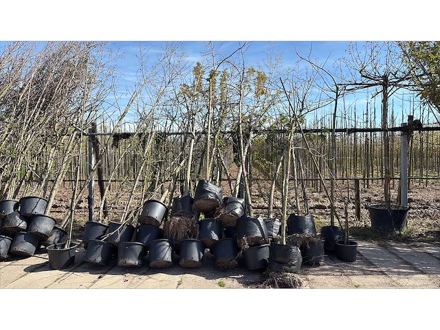 Mix bomen - laanboom (25x) - afbeelding 1 van  2