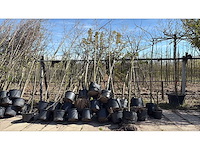 Mix bomen - laanboom (25x) - afbeelding 1 van  2