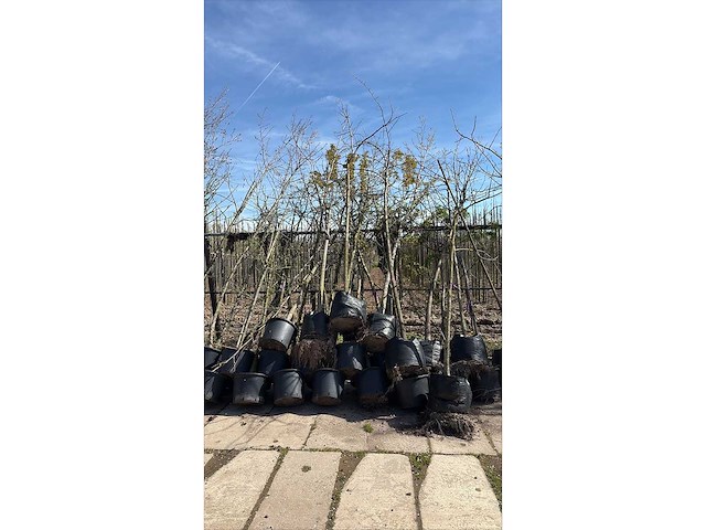Mix bomen - laanboom (25x) - afbeelding 2 van  2