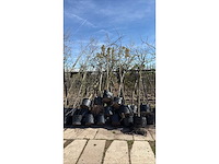 Mix bomen - laanboom (25x) - afbeelding 2 van  2