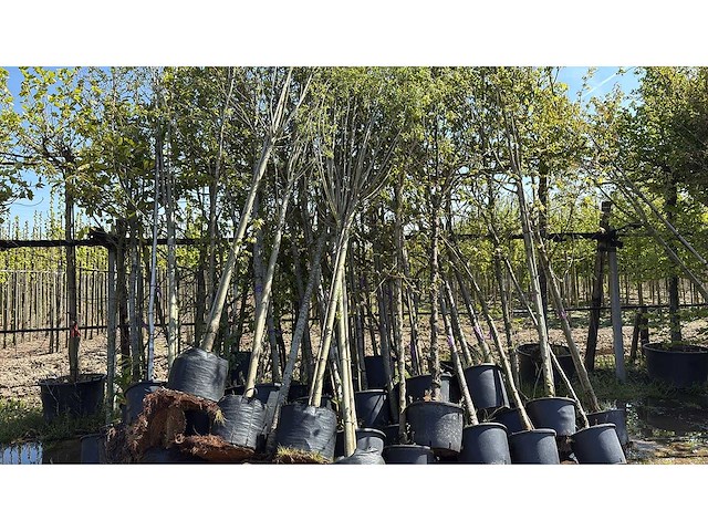 Mix bomen - ornamental tree (25x) - afbeelding 1 van  2