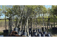 Mix bomen - ornamental tree (25x) - afbeelding 1 van  2