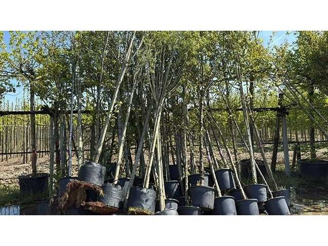 Mix bomen - ornamental tree - afbeelding 1 van  2