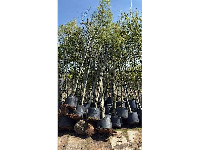 Mix bomen - ornamental tree - afbeelding 1 van  1