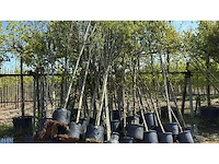 Mix bomen - ornamental tree - afbeelding 2 van  2