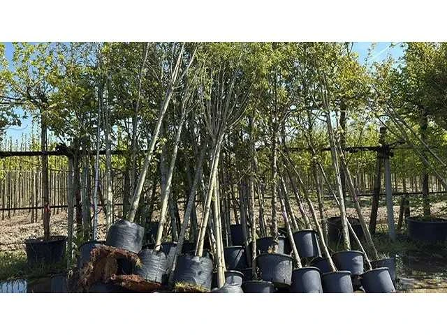 Mix bomen - ornamental tree - afbeelding 1 van  2