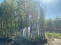 Mix bomen - ornamental trees (40x)