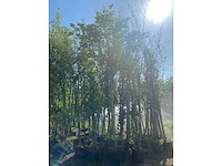 Mix bomen - ornamental trees (40x) - afbeelding 2 van  5
