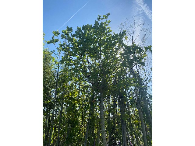 Mix bomen - ornamental trees (40x) - afbeelding 3 van  5