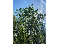 Mix bomen - ornamental trees (40x) - afbeelding 3 van  5