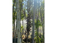 Mix bomen - ornamental trees (40x) - afbeelding 4 van  5