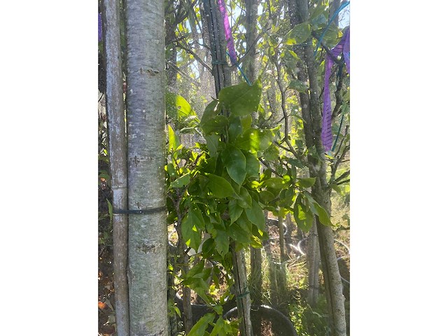 Mix bomen - ornamental trees (40x) - afbeelding 5 van  5