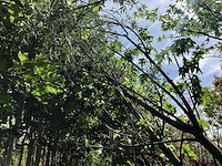 Mix bomen - parkbomen (25x) - afbeelding 3 van  4