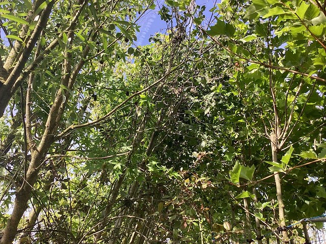 Mix bomen - parkbomen (25x) - afbeelding 1 van  4