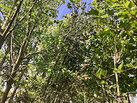 Mix bomen - parkbomen (25x) - afbeelding 1 van  4