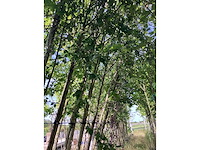 Mix bomen - parkbomen (25x) - afbeelding 2 van  4