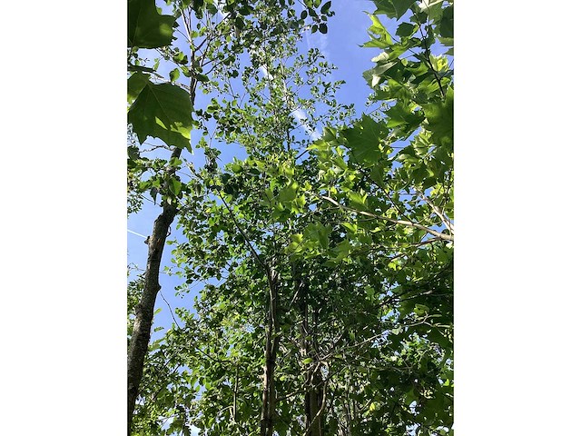 Mix bomen - parkbomen (25x) - afbeelding 4 van  4