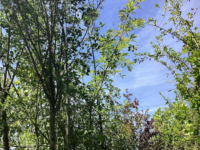 Mix bomen - parkbomen (25x) - afbeelding 2 van  4