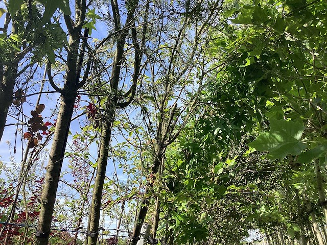 Mix bomen - parkbomen (25x) - afbeelding 1 van  4