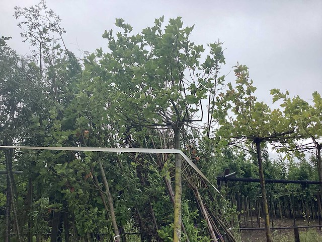 Mix bomen - parkboom (25x) - afbeelding 1 van  3