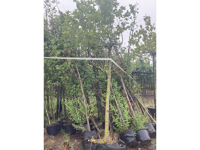 Mix bomen - parkboom (25x) - afbeelding 2 van  3