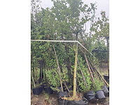 Mix bomen - parkboom (25x) - afbeelding 2 van  3