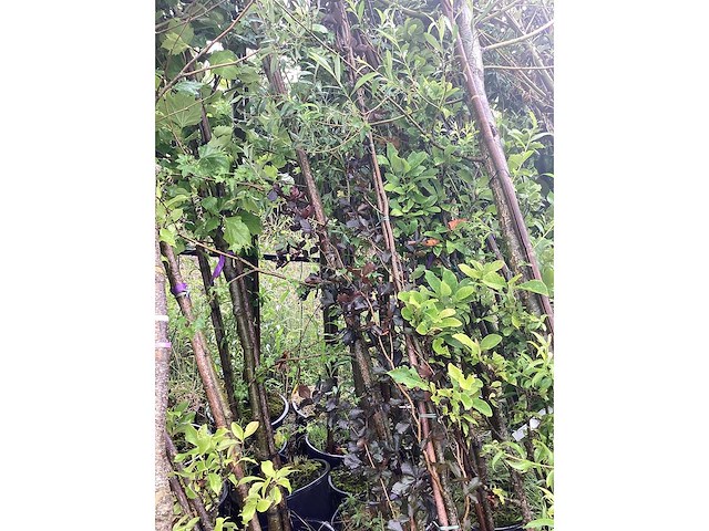 Mix bomen - parkboom (25x) - afbeelding 3 van  3