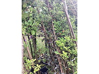 Mix bomen - parkboom (25x) - afbeelding 3 van  3
