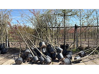 Mix bomen - parkboom (30x) - afbeelding 1 van  2