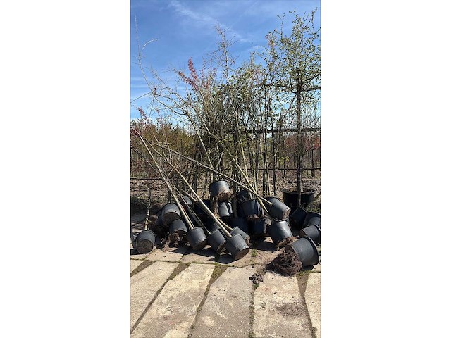 Mix bomen - parkboom (30x) - afbeelding 2 van  2