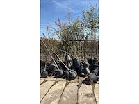 Mix bomen - parkboom (30x) - afbeelding 2 van  2