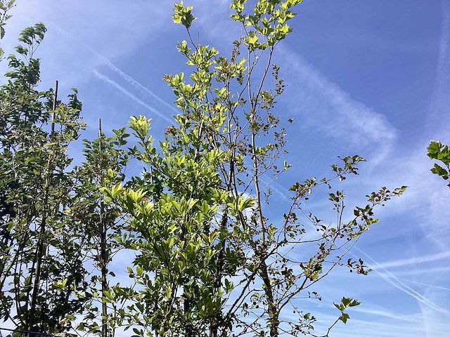 Mix bomen - sierboom (25x) - afbeelding 4 van  4
