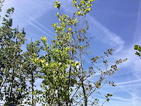 Mix bomen - sierboom (25x) - afbeelding 4 van  4